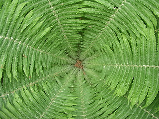 Image showing circular forest fern