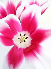 Image showing beautiful tulip 