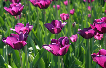 Image showing beautiful tulips