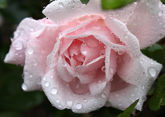 Image showing gentle pink rose with water drops 