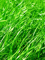 Image showing fresh grass background