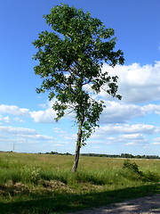 Image showing A lonely tree