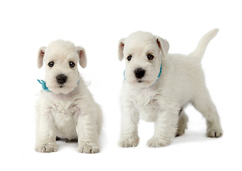 Image showing two white puppies