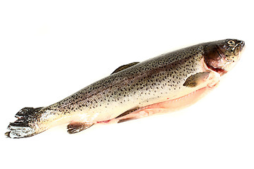 Image showing Trout