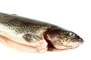 Image showing Trout