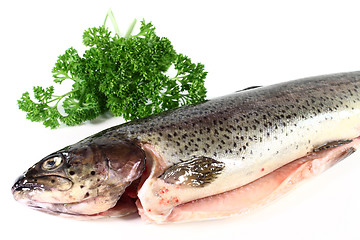 Image showing Trout