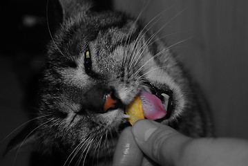 Image showing Cat eats