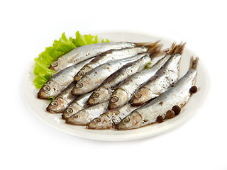 Image showing anchovy