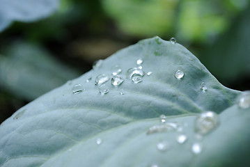 Image showing Small drops of dew