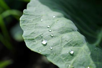 Image showing Small drops of dew