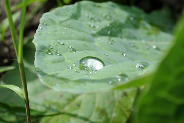 Image showing Small drops of dew