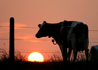 Image showing cow silhouettes