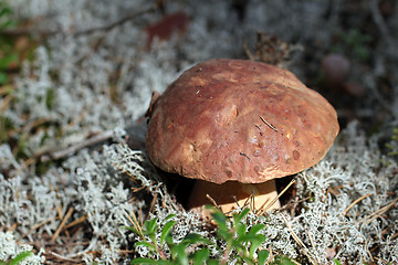 Image showing Boletus edulis mushroom