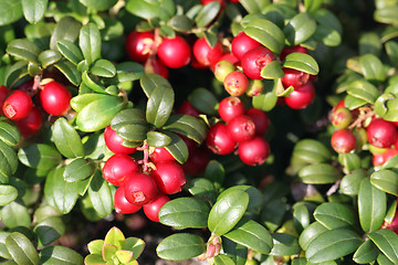 Image showing Cowberry (Vaccinium vitis-idaea) 