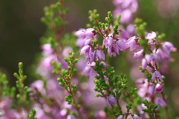 Image showing Common Heather Flowers (Calluna vulgaris)