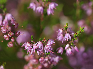 Image showing Close up of Common Heather Flowers