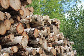 Image showing Pile of birch logs