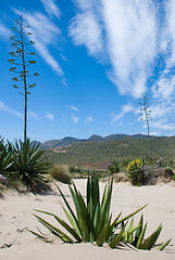 Image showing Cabo de Gata