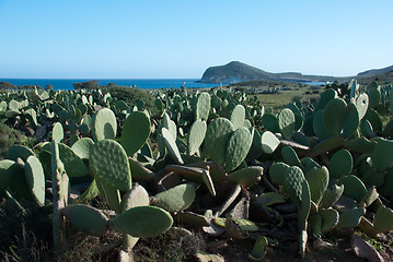 Image showing Cabo de Gata