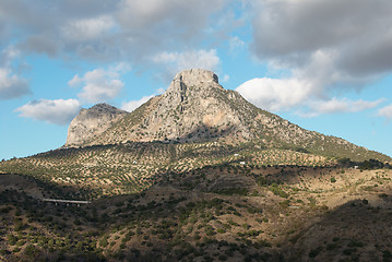 Image showing Olive plantations