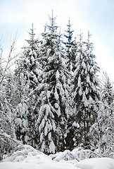 Image showing winter landscape