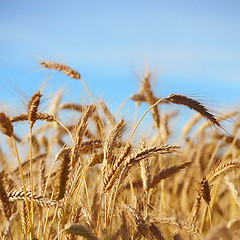 Image showing grain ears