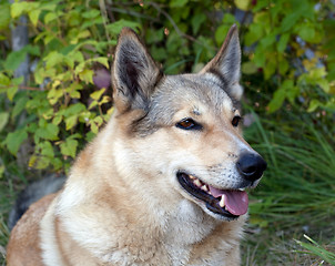 Image showing Portrait of a happy dog