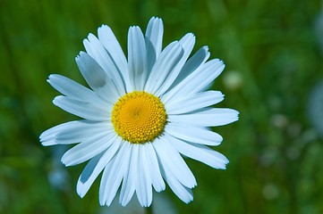 Image showing camomile