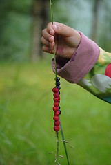 Image showing wild berries