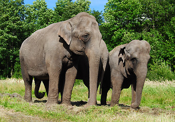 Image showing elephant family