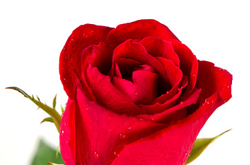 Image showing Beatiful red rose