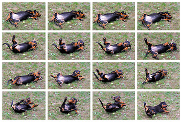 Image showing Rottweiler collage