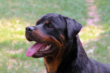 Image showing Rottweiler head