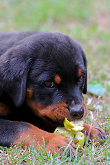 Image showing Rottweiler