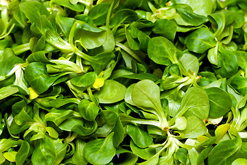 Image showing Lambs lettuce