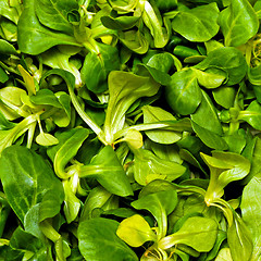 Image showing Lamb lettuce salad