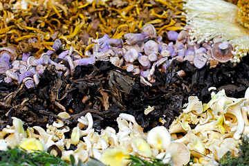 Image showing Wild mushrooms mix