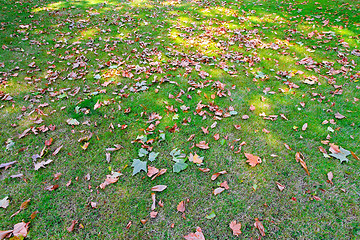 Image showing Leaves