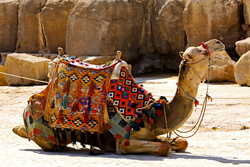 Image showing Camel lay