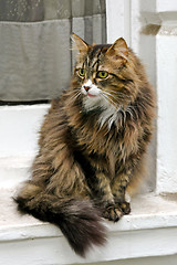 Image showing Furry cat