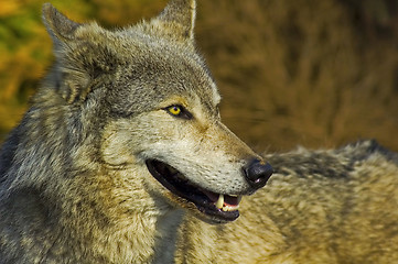 Image showing Grey Wolf