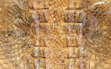 Image showing Crocodile pattern