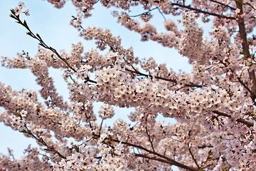 Image showing Cherry blossom