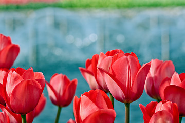 Image showing Red tulips on blurry background