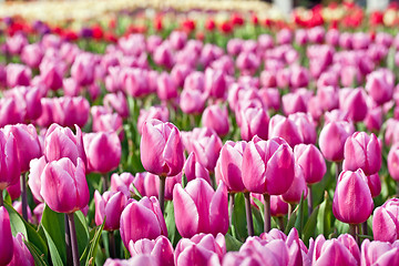 Image showing Pink tulips 