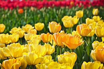 Image showing Yellow tulips