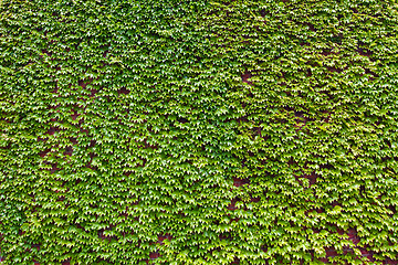 Image showing Background of lush green ivy leaves on a brick wall