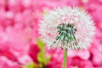 Image showing Dandelion on blurry pink background