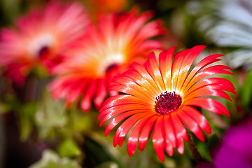 Image showing Beautiful flower of gerbera