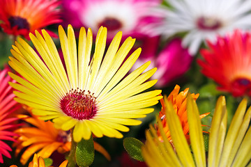 Image showing A beautiful yellow daisy flower on blurry backround